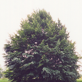 Plant Photo 1