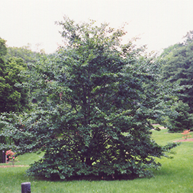 Plant Photo 10