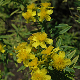 Plant Photo 7