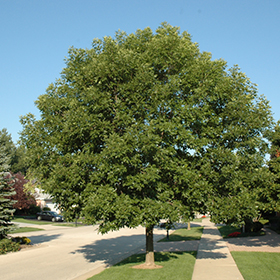 Deciduous Tree Photo