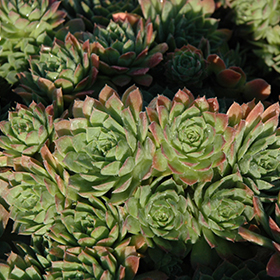 Plant Photo 1