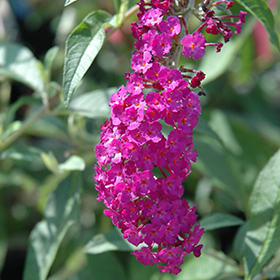 Plant Photo 4