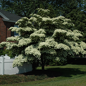 Ornamental Tree Photo