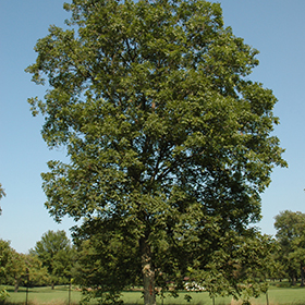 Plant Photo 6