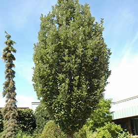 Plant Photo 6