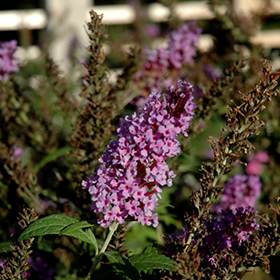 Plant Photo 1