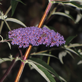 Plant Photo 2