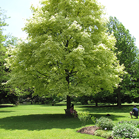 Plant Photo 2