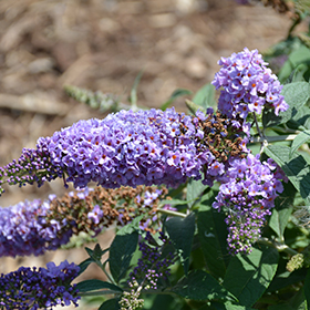 Plant Photo 5