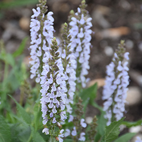 Plant Photo 5