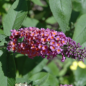 Plant Photo 10