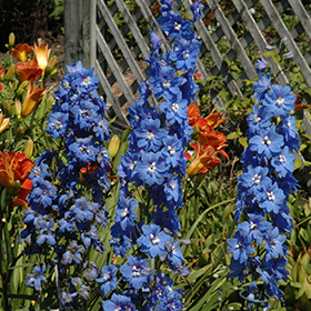 Plant Photo 10