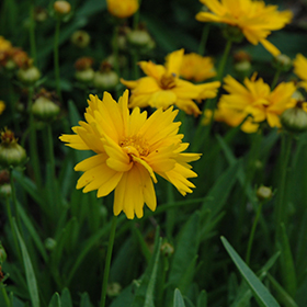 Plant Photo 4