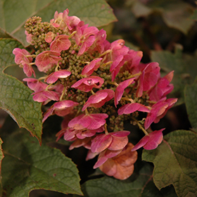 Plant Photo 3