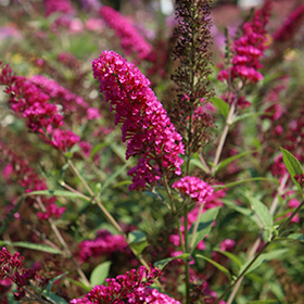Plant Photo 5
