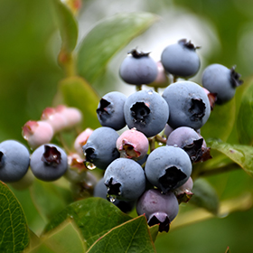 Small Fruit, Nut and Berry Photo