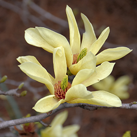 Plant Photo 6
