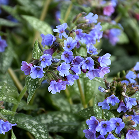 Plant Photo 7