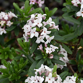 Plant Photo 10