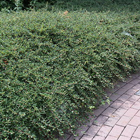 Plant Photo 9