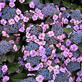 Plant Photo 4