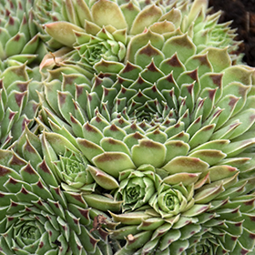 Plant Photo 10