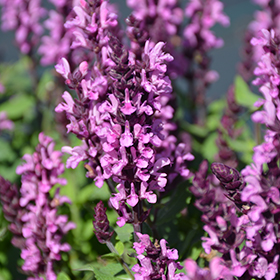 Plant Photo 4