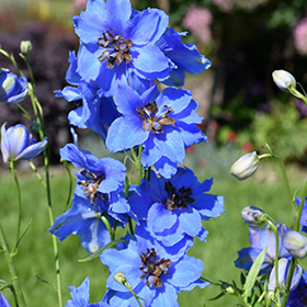 Plant Photo 9