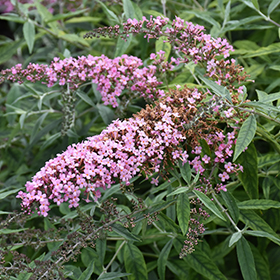 Plant Photo 6