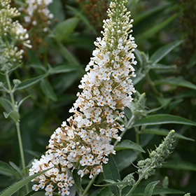 Plant Photo 8
