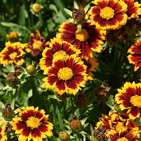Plant Photo 1